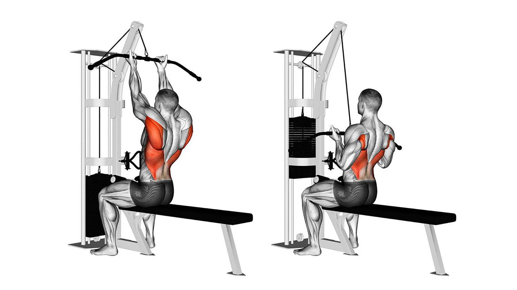 reverse grip lat pulldown muscles worked